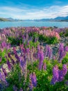 Landscape at Lake Tekapo Lupin Field in New Zealand Royalty Free Stock Photo