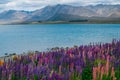 Landscape at Lake Tekapo Lupin Field in New Zealand Royalty Free Stock Photo