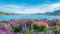 Landscape at Lake Tekapo Lupin Field in New Zealand Royalty Free Stock Photo