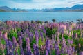 Landscape at Lake Tekapo Lupin Field in New Zealand Royalty Free Stock Photo