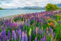 Landscape at Lake Tekapo Lupin Field in New Zealand Royalty Free Stock Photo