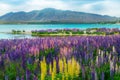 Lake Tekapo Lupin Field in New Zealand Royalty Free Stock Photo