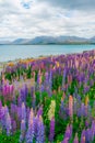 Landscape at Lake Tekapo Lupin Field in New Zealand Royalty Free Stock Photo