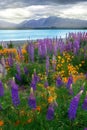 Landscape at Lake Tekapo Lupin Field in New Zealand Royalty Free Stock Photo