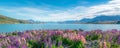 Landscape at Lake Tekapo Lupin Field in New Zealand Royalty Free Stock Photo