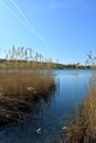 Landscape with lake and thickets of bulrush. Blue sky and water Royalty Free Stock Photo