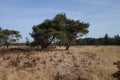 Landscape at the Kalmthoutse Heide