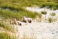 Landscape with lambs sitting on the marram grass dunes, on Sylt island, Germany Royalty Free Stock Photo