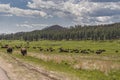 Landscape with large bison herd, Custer State Park, Black Hills, SD, USA Royalty Free Stock Photo