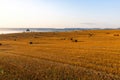 Landscape of a large clean harvested wheat field with bales of straw at dawn. A lone pine tree grows at the edge of the field. Royalty Free Stock Photo