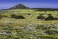 A landscape of a large display of yellow and white daisies growing in springtime Royalty Free Stock Photo