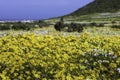 A landscape of a large display of yellow and white daisies Royalty Free Stock Photo