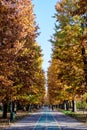 Landscape with large green trees and long walking alley in Herastrau Park in Bucharest, Romania, in a sunny autumn day Royalty Free Stock Photo