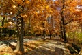 Landscape with large green trees and long walking alley in Herastrau Park in Bucharest, Romania, in a sunny autumn day Royalty Free Stock Photo