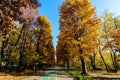 Landscape with large green trees and long walking alley in Herastrau Park in Bucharest, Romania, in a sunny autumn day Royalty Free Stock Photo