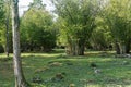 Landscape with large hazel populations Royalty Free Stock Photo