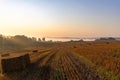 Landscape of a large mown agricultural wheat field with bales of straw lying on the ground at sunrise. Morning misty rural Royalty Free Stock Photo