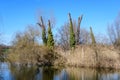 Large old trees near the lake in Tineretului Park (Parcul Tineretului) in Bucharest, Romania, in a sunny winter day Royalty Free Stock Photo