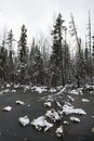 The forest lake in the late autumn. Royalty Free Stock Photo