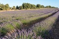 Landscape of lavender crops with trees