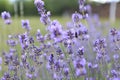 Landscape of lavender fields in French Provence in Sault Royalty Free Stock Photo