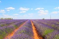Landscape with lavender fields in Valensole, Provence, France Royalty Free Stock Photo