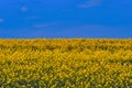 Landscape Like Flag Of Ukraine Royalty Free Stock Photo