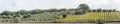 lines of vines and olive trees in green hilly countryside, near Pitigliano, Italy Royalty Free Stock Photo