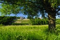 Landscape Lingnerschloss, Dresden