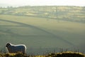 A landscape of Liskeard moorlands, Cornwall, UK Royalty Free Stock Photo