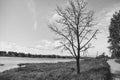 A lone old tree stands between the river and the road Royalty Free Stock Photo