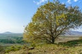 Landscape with a lone tree. The Golan Heights