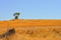 Landscape with lone tree on horizon