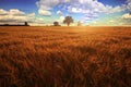 landscape with a lone tree at sunset barley field in the village