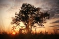 landscape with a lone tree at sunset Royalty Free Stock Photo