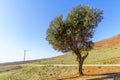 Lone tree, vineyard, and wind turbine. The Golan Heights