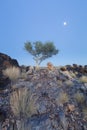 Landscape of a lone tree with white trunk and moon in dry desert Royalty Free Stock Photo