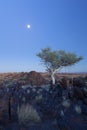 Landscape of a lone tree with white trunk and moon in dry desert Royalty Free Stock Photo