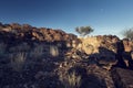 Landscape of a lone tree with white trunk and moon in dry desert Royalty Free Stock Photo