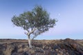 Landscape of a lone tree with white trunk and moon in dry desert Royalty Free Stock Photo