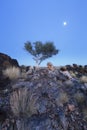 Landscape of a lone tree with white trunk and moon in dry desert Royalty Free Stock Photo