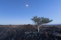 Landscape of a lone tree with white trunk and moon in dry desert Royalty Free Stock Photo