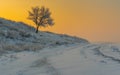 Landscape with lonely apricot tree on a hill at sunset time and winter season Royalty Free Stock Photo