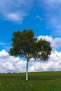 Landscape - lonely birch tree on green field, park bench Royalty Free Stock Photo