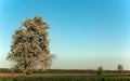 Landscape. Lonely blossoming pear tree against the blue sky. Spring Summer