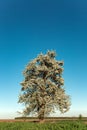 Landscape. Lonely blossoming pear tree against the blue sky. Spring Summer