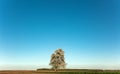 Landscape. Lonely blossoming pear tree against the blue sky. Spring Summer