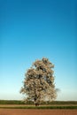 Landscape. Lonely blossoming pear tree against the blue sky. Spring Summer