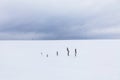 Landscape with lonely branches sticking out from under the snow in the middle of a snowy field on a cloudy winter day Royalty Free Stock Photo