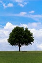 Landscape - lonely maple tree on green field, park bench